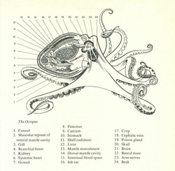 Octopus (Octopada) - Phylum Facts