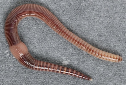 Earthworm - Phylum Facts