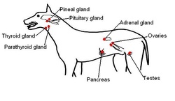 Common Dog (Canis lupus familiaris) - Phylum Facts