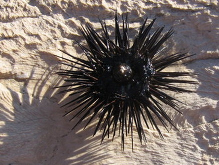 Sea Urchin - Phylum Facts