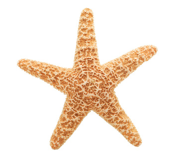Starfish - Phylum Facts